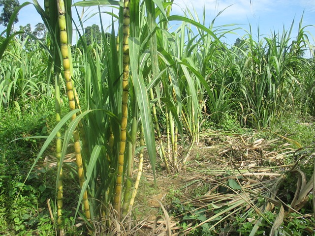 Tebu
